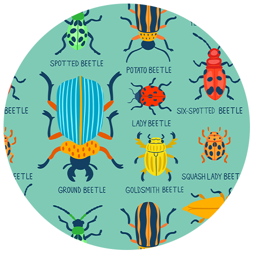 Print: My First Beetle Bonanza